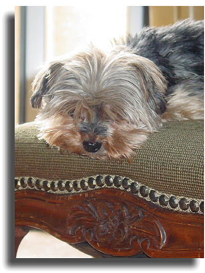 Denise Purrington's Male Yorky Monty